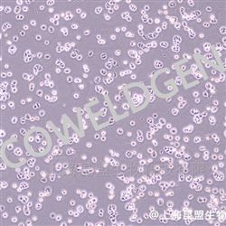 KMCC-001-0020MDA-MB-468 人乳腺癌细胞