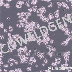 KMCC-001-0490MDA-MB-453 人乳腺癌细胞