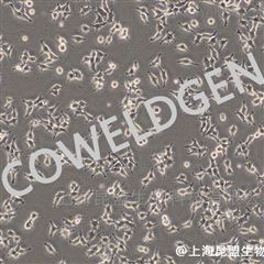 KMCC-013-24494642T 人胚肾细胞