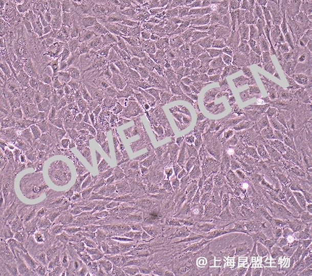 牙髓干细胞.jpg